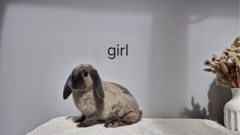 Mini lops Carousel 2