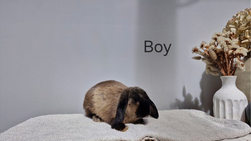 Mini lops Carousel 4