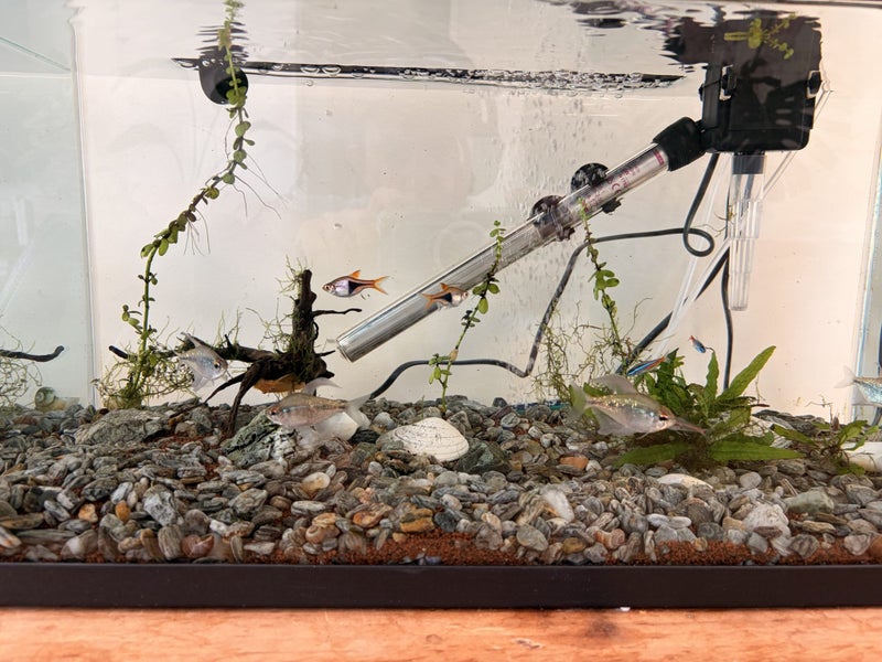 Complete Tropical Fish Tank Setup + Fish – Must Sell (Moving Overseas)64828340985474111