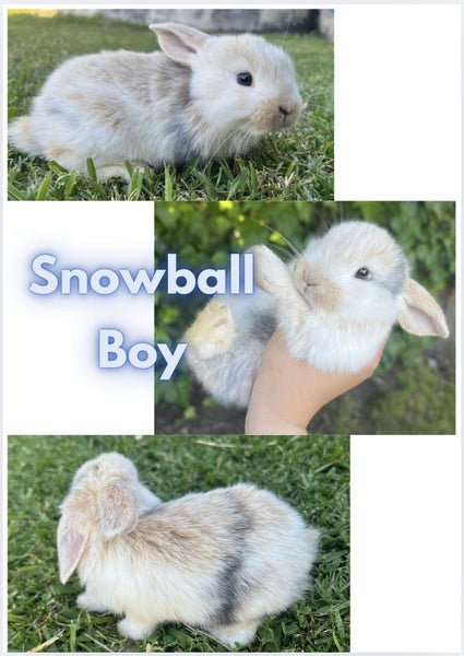 Mini Lop Bunnies Carousel 1
