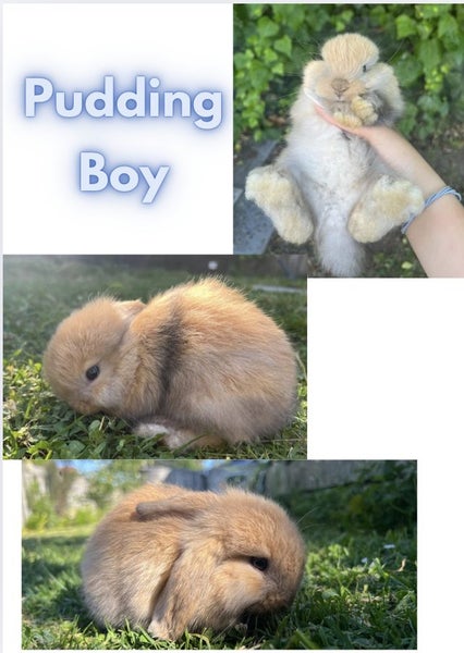 Mini Lop Bunnies Carousel 2