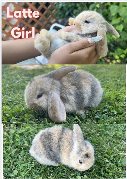 Mini Lop Bunnies Carousel 4