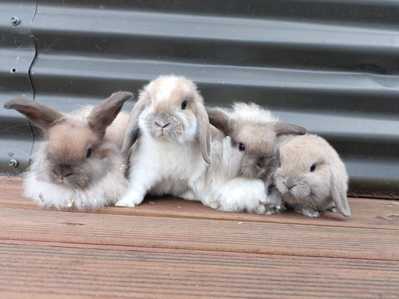 Adorable Purebred Baby Bunnies Carousel 1