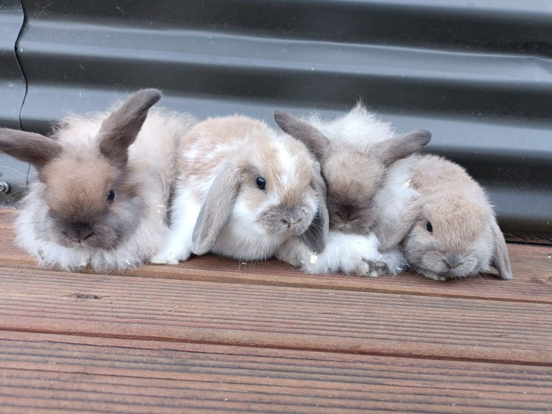Adorable Purebred Baby Bunnies Carousel 2