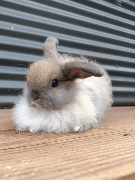 Adorable Purebred Baby Bunnies Carousel 14