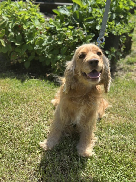 Cocker Spaniel Carousel 1