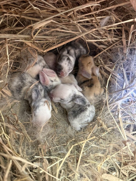 Baby Mini Lop Rabbits Carousel 1