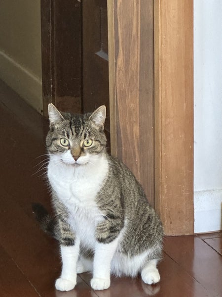 PANDORA AVAILABLE TO ADOPT - PET WHISPERER RESCUE Carousel 1