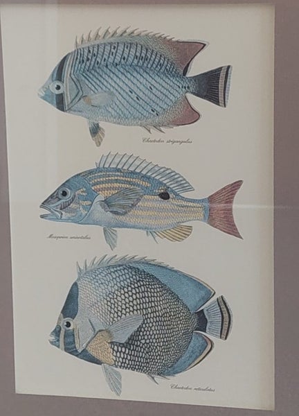 VINTAGE FRENCH LITHOGRAPHS of EXOTIC, COLOURFUL FISH - BEAUTIFULLY FRAMED64670777769987113