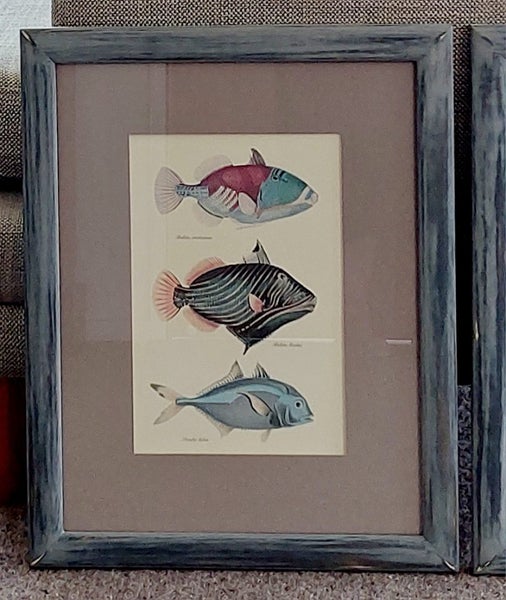 VINTAGE FRENCH LITHOGRAPHS of EXOTIC, COLOURFUL FISH - BEAUTIFULLY FRAMED64670777769987111