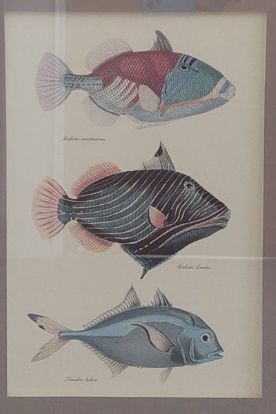 VINTAGE FRENCH LITHOGRAPHS of EXOTIC, COLOURFUL FISH - BEAUTIFULLY FRAMED64670777769987114
