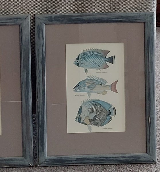 VINTAGE FRENCH LITHOGRAPHS of EXOTIC, COLOURFUL FISH - BEAUTIFULLY FRAMED64670777769987112