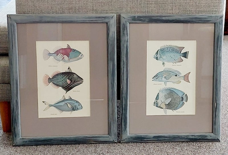VINTAGE FRENCH LITHOGRAPHS of EXOTIC, COLOURFUL FISH - BEAUTIFULLY FRAMED64670777769987110