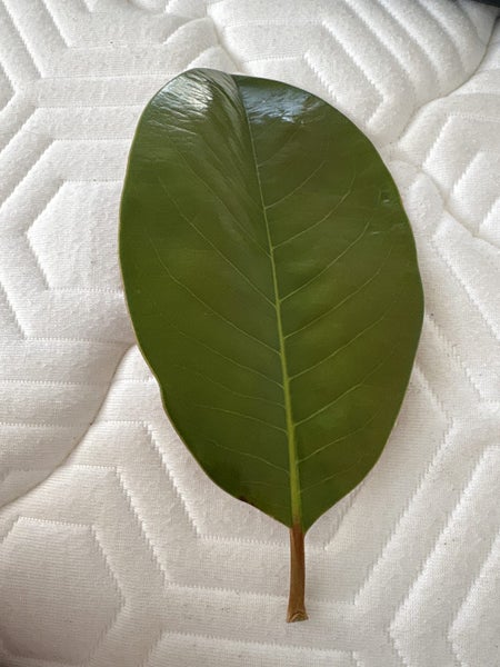 Real Leaf64693815197314110