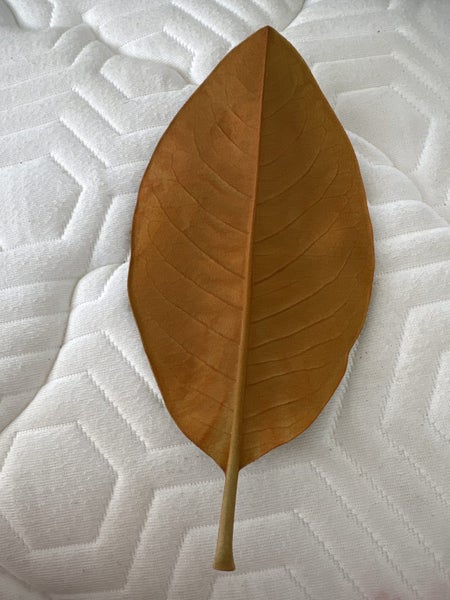 Real Leaf64693815197314111