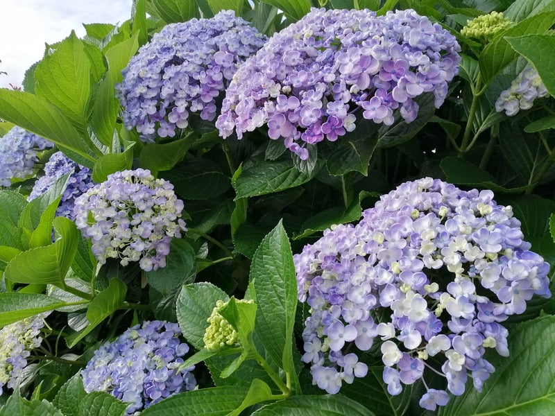 Flowering hydrangea - light blue flowers Carousel 1