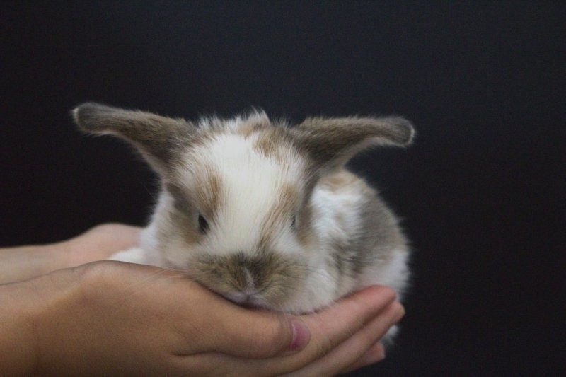 Purebred Minilop Babies Carousel 1