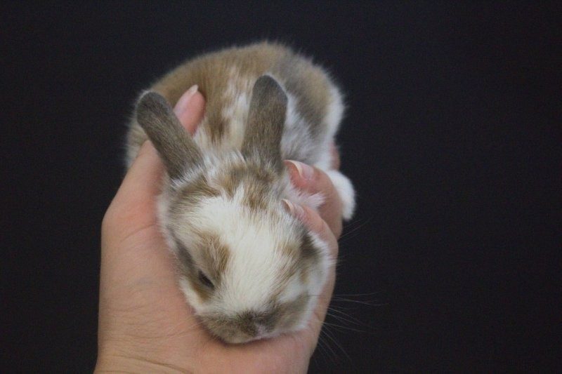 Purebred Minilop Babies Carousel 2