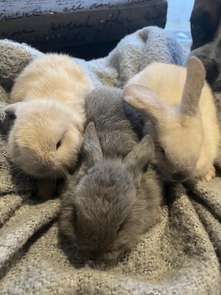 Mini Lop Rabbit Carousel 2