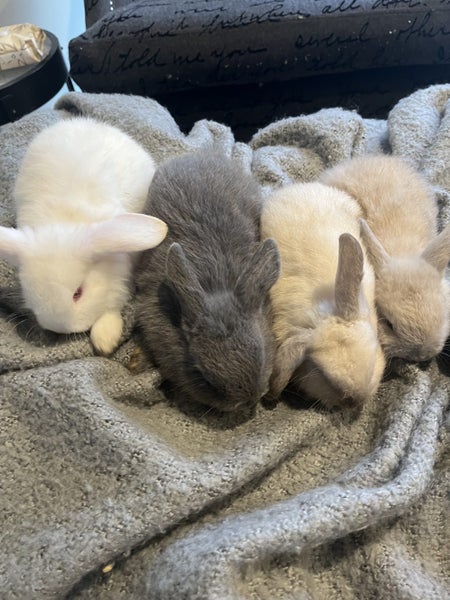 Mini Lop Rabbit Carousel 1