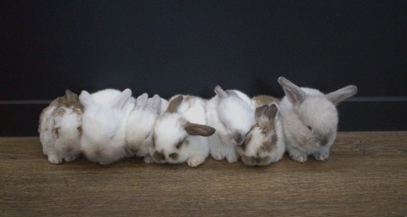 Purebred Minilop Babies Carousel 20