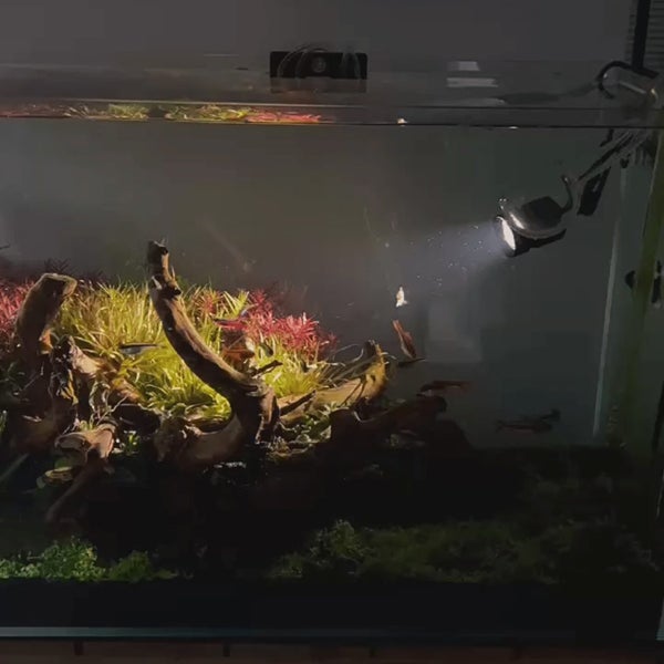 Chihiros Z Tiny LED Diving Edition Carousel 2