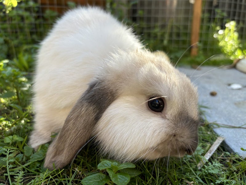 Flemish Giant x Mini Lop Christmas Bunnies Carousel 20
