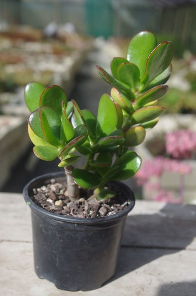 Crassula Ovata (Jade Plant) Carousel 1