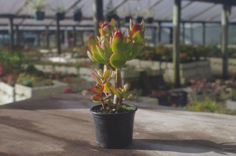 Crassula Ovata (Jade Plant) Carousel 2