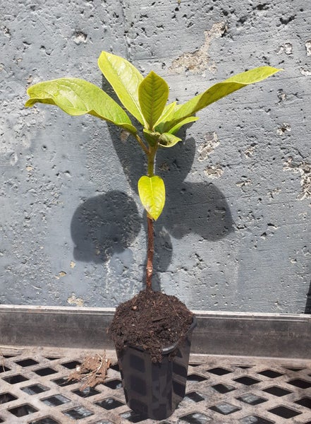 Rhododendron Nutallii x Lindley white tinged flowers Carousel 2