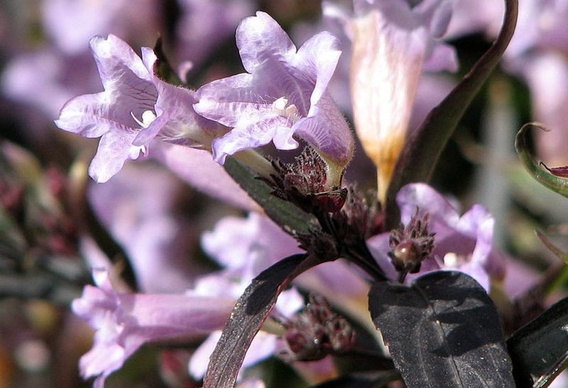 Goldfussia Strobilanthes Anisophyllus striking, dark purple-black glossy leaves Carousel 1