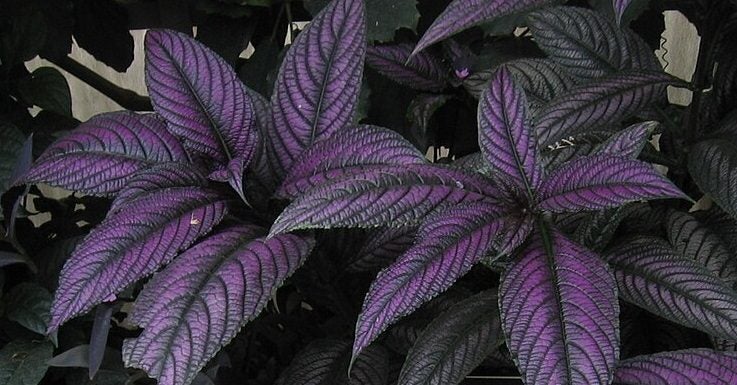 Goldfussia Strobilanthes Anisophyllus striking, dark purple-black glossy leaves Carousel 2
