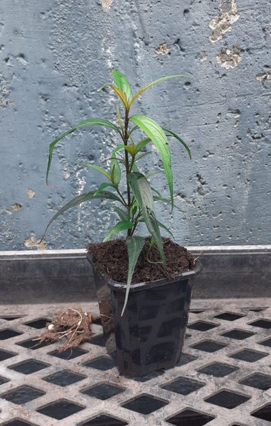 Goldfussia Strobilanthes Anisophyllus striking, dark purple-black glossy leaves Carousel 3