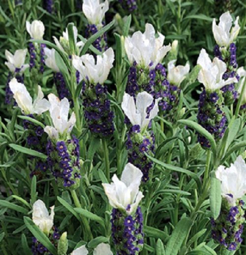 Lavender Castilliano White striking lavender with tufted white wings compact Carousel 1