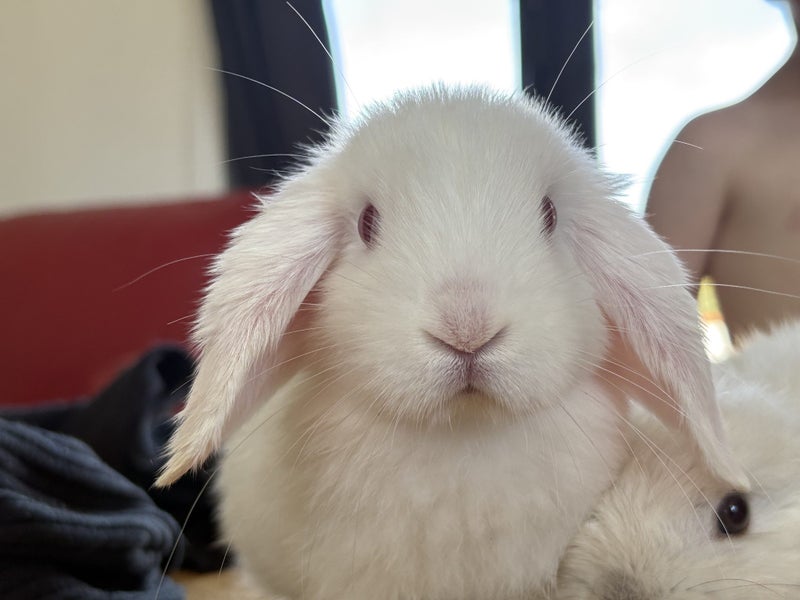 PUREBRED MINILOPS Carousel 1