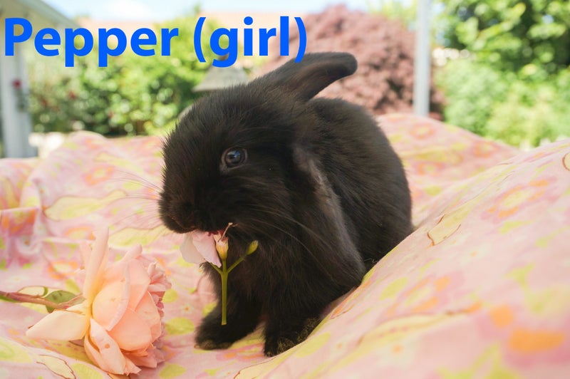 Pure Bred Baby Mini Lop Bunnies Carousel 1