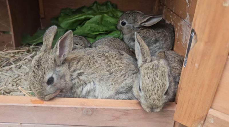 Baby rabbits Carousel 1