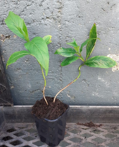 Dichroa Summer Skies superb star blue flowers evergreen hydrangea Carousel 2