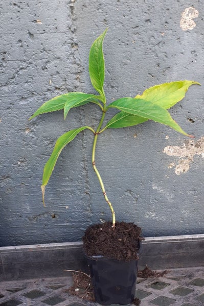 Dichroa Summer Skies superb star blue flowers evergreen hydrangea Carousel 3