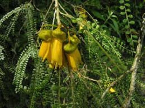Kowhai weeping native kowhai Carousel 1