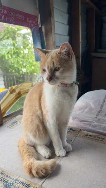 Missing cat - Te Atatu South Carousel 4