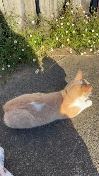 Missing cat - Te Atatu South Carousel 2
