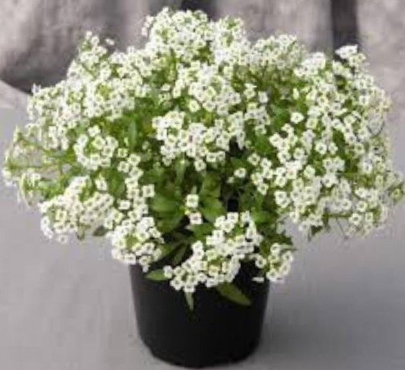 ALYSSUM GIGA WHITE :Borders, Beds, Baskets/Containers, Fragrant/Edible 100 seeds Carousel 12