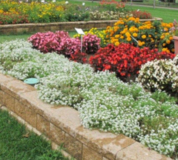 ALYSSUM GIGA WHITE :Borders, Beds, Baskets/Containers, Fragrant/Edible 100 seeds Carousel 1