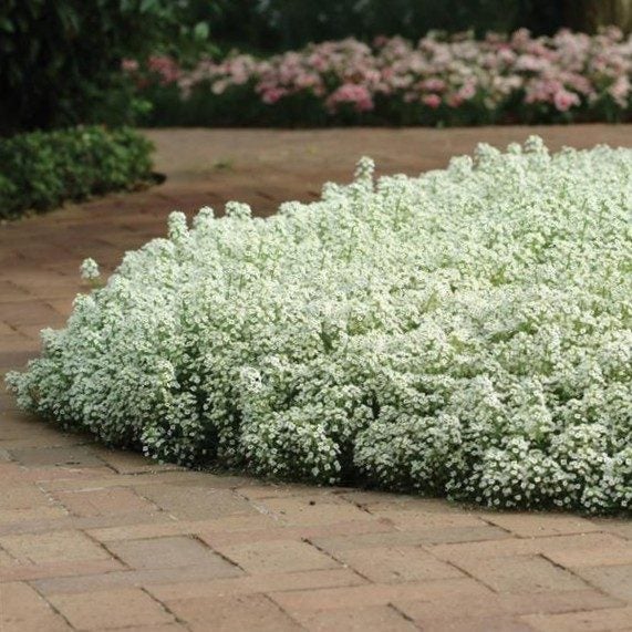 ALYSSUM GIGA WHITE :Borders, Beds, Baskets/Containers, Fragrant/Edible 100 seeds Carousel 2