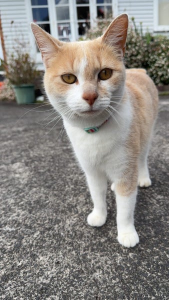 Missing cat - Te Atatu South Carousel 1