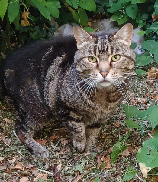 FOUND small tabby cat Carousel 1
