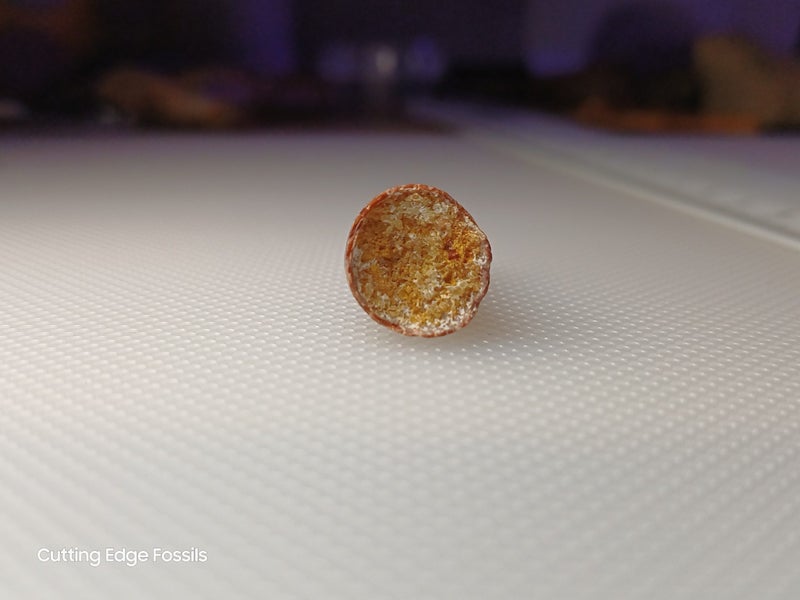 Fossil Crocodile Tooth 29mm - Cretaceous, Kem Kem Group Carousel 9