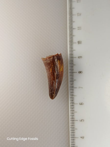 Fossil Crocodile Tooth 29mm - Cretaceous, Kem Kem Group Carousel 2