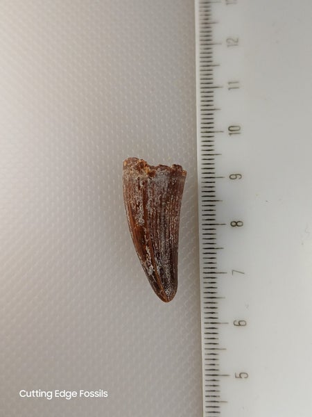 Fossil Crocodile Tooth 29mm - Cretaceous, Kem Kem Group Carousel 1